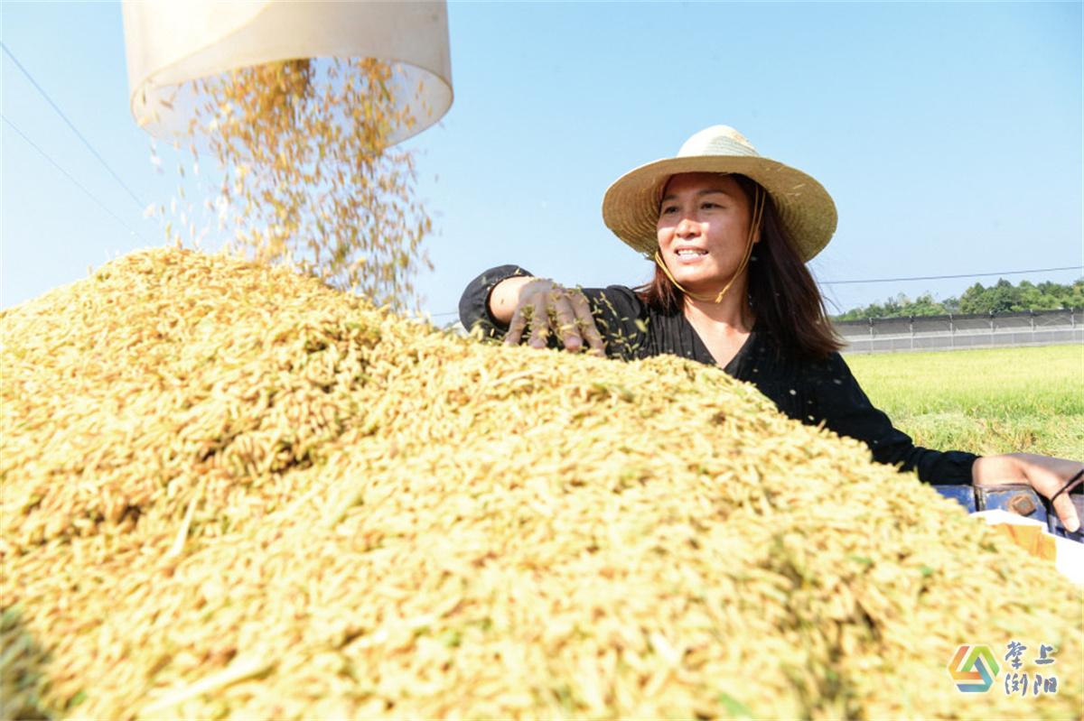 作为返乡创业的“新农人”，陈玉兰熟悉多种农机的操作，是全市有名的女农机手和农业带头人，一人便能“掌管”一千多亩农田。记者彭红霞