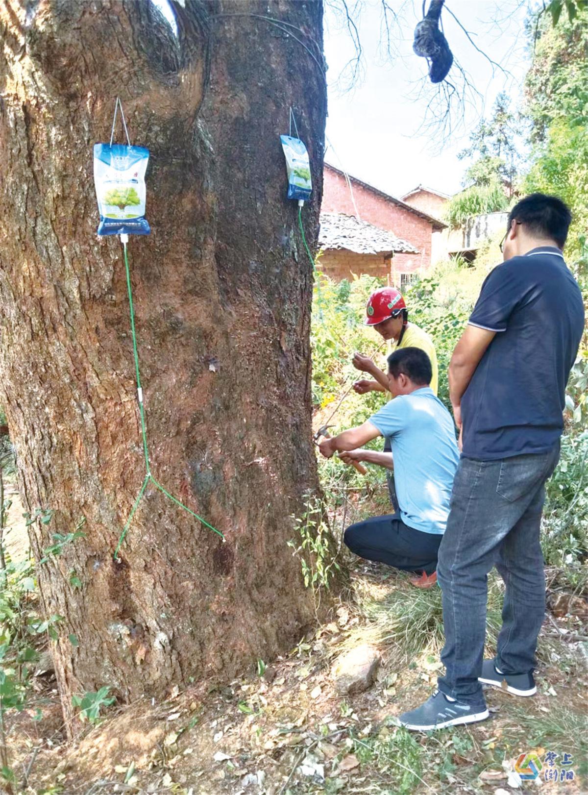 林业部门技术人员为古树注射营养针。