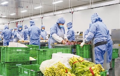 河北省阜平县预制菜生产企业的工人在车间忙碌。
王玉国摄（新华社发）